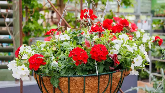 Bepflanzte Hanging Baskets gibts im Mai in grosser Auswahl.