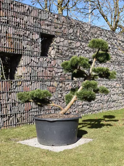 Bergföhre Garten-Bonsai Pinus mugo 'March'