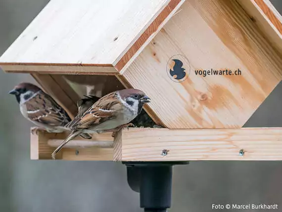 Das Schöne an der Vogelfütterung ist auch die Beobachtung, welche ein Futterhaus ermöglicht.