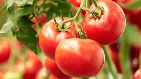 Tomaten weiterhin ausgeizen und die Pflanze am Morgen wässern. (Bild: Adobe Stock)
