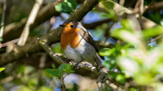 Heimische Sträucher im Garten sind für Vögel ideal: Sie bieten Versteckmöglichkeiten und dazu ein geeignetes Nahrungsangebot. Bild: Shutterstock