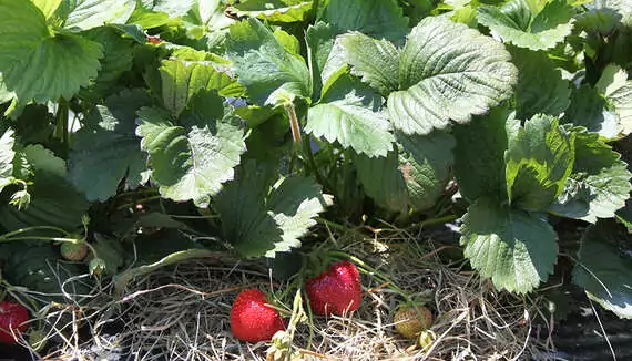 Fruchtige Erdbeeren: Jetzt gepflanzt, können Sie nächstes Jahr leckere Beeren ernten.