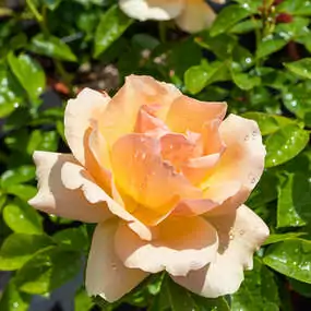 Die Rose 'Mathilda Alice' wurde 2021 mit dem Prix Rose d'Or de Nyon ausgezeichnet.