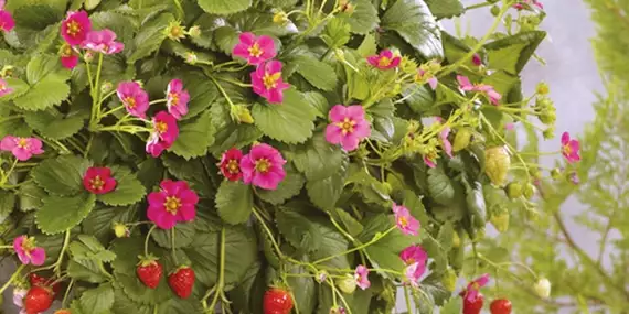 Die Erdbeersorten Toscana 'Deep Rose' oder Frago 'Hot Pink' verschönern mit ihren bunten Blüten jeden Balkon.