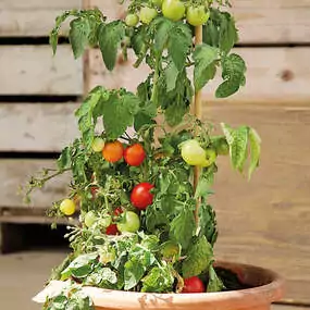Cherry-Tomaten fixfertig im Topf