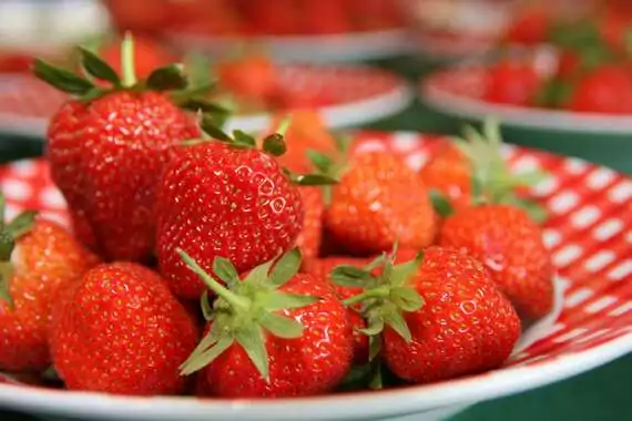 Erdbeeren: Im Juli gepflanzt, darf mit einem guten Ertrag im Folgejahr gerechnet werden.