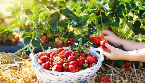 Dank vorkultivierten Erdbeerpflanzen 'Rapido' kann in 5 Wochen geerntet werden.