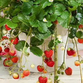 Um Erdbeeren zu ernten, braucht man nicht unbedingt einen Garten. Die Hänge-Erdbeere gibt's im Ampeltopf fertig zum Hinhängen.