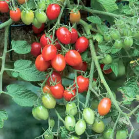 Cherry-Tomaten, rot, gelb oder rot. Neuzüchtungen bieten eine unerreichte Widerstandsfähigkeit gegen die Kraut- und Braunfäule.