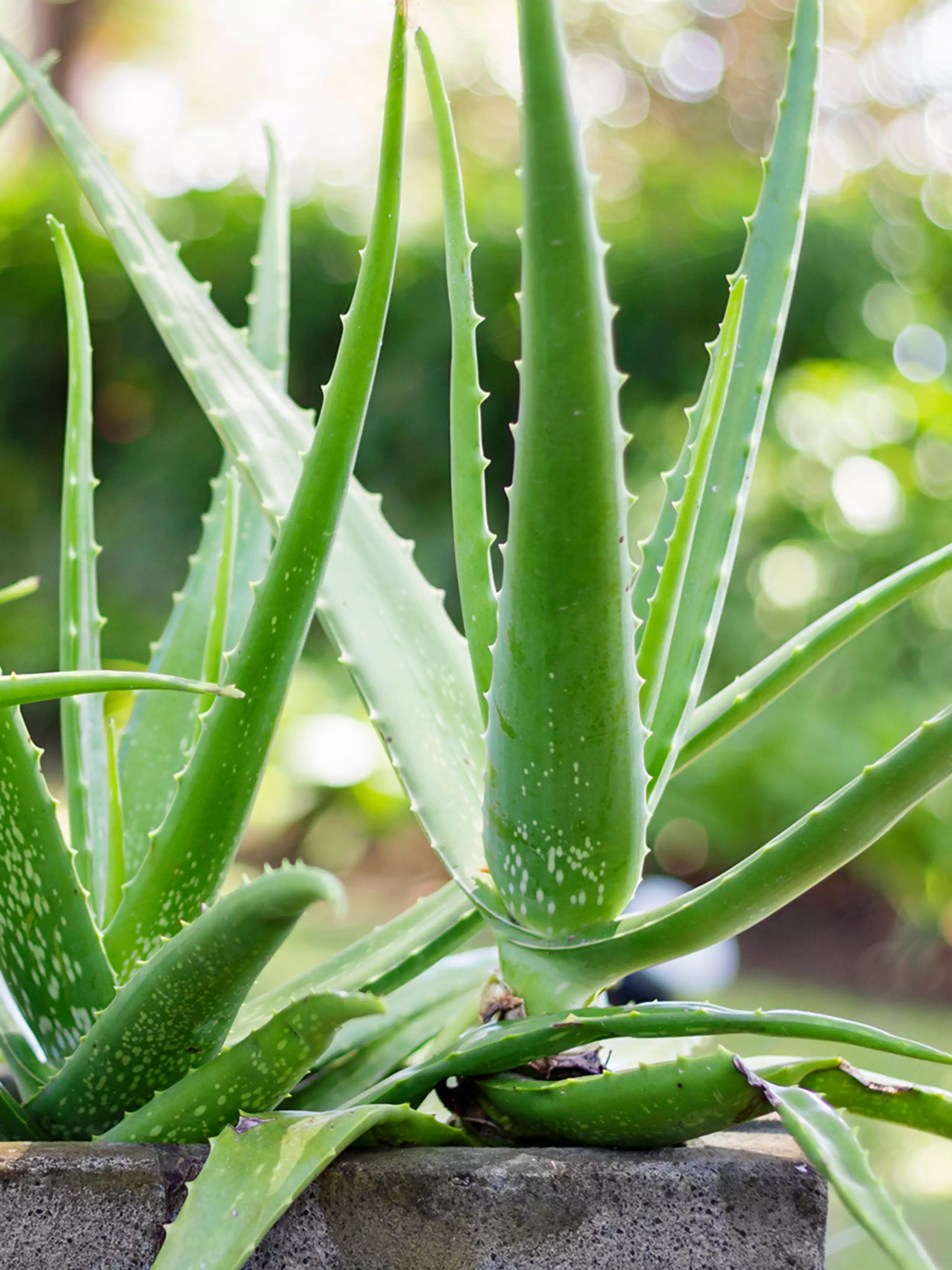 Aloe Vera – Naturheilpflanze aus der Wüste