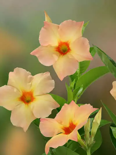 Blütenwunder Dipladenia