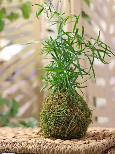 Kokedama - Mooskugel mit Pflanze