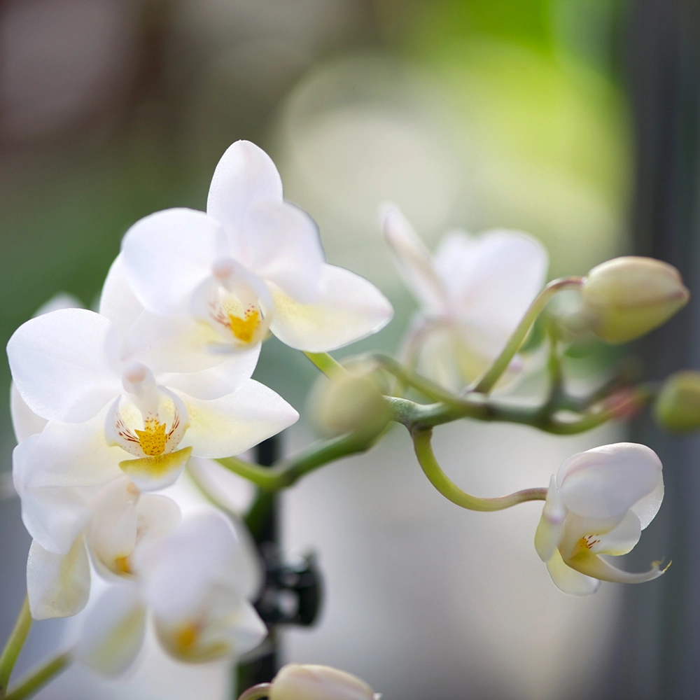 Orchideen in ihrer Blütenpracht