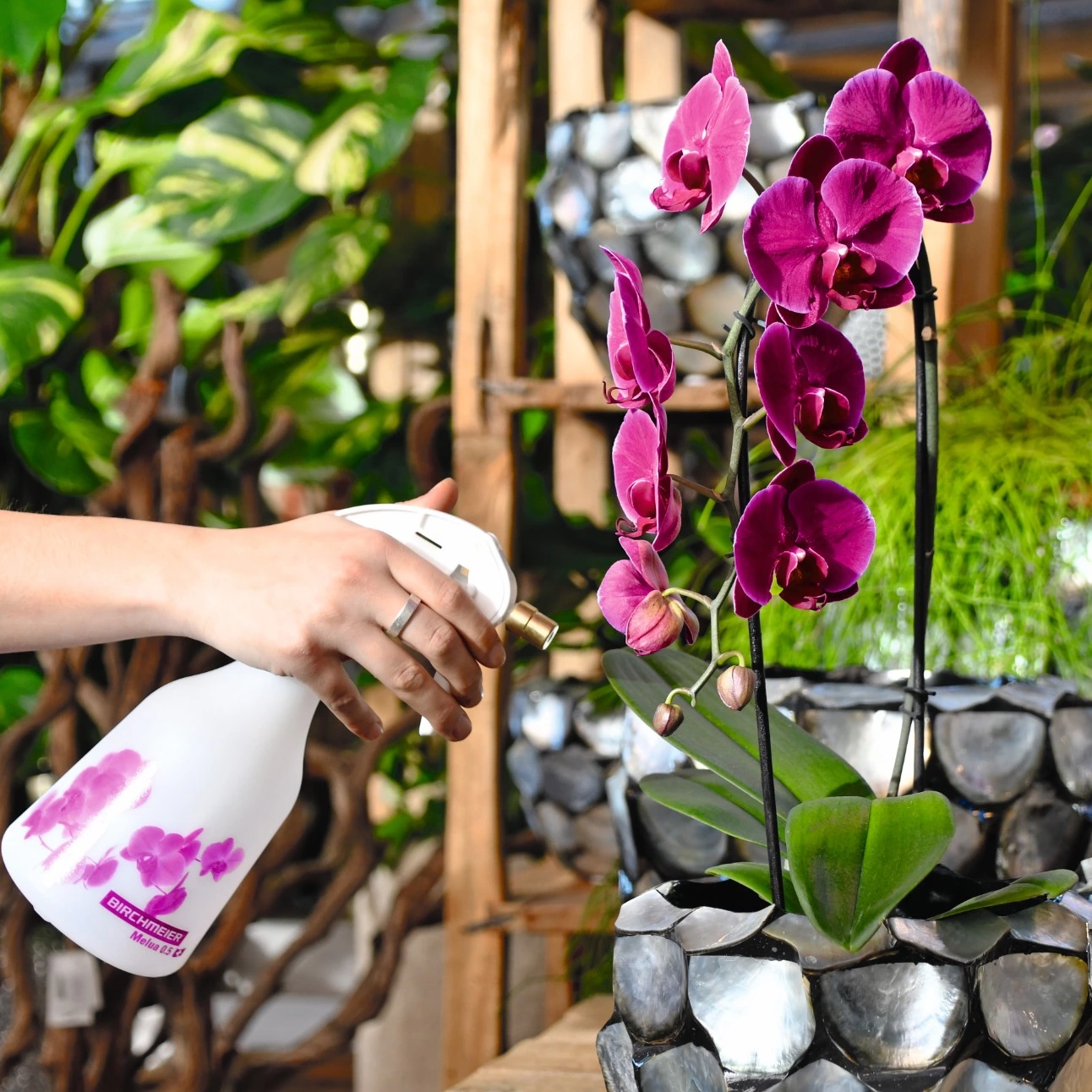 Orchideen richtig pflegen