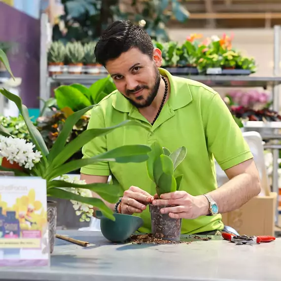 Zimmerpflanzen-Profi Eldris verrät Ihnen Tipps und Tricks, damit Ihre Orchideen blühen und gut gedeihen.