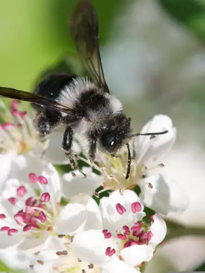 Wildbienen: Wissenswertes und Niststellen bauen