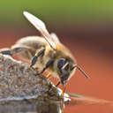 Bienentränke basteln