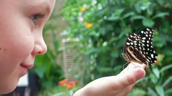 Spannende Beobachtungen im Schmetterlingshaus ermöglichen wir Schulklassen der Umgebung.