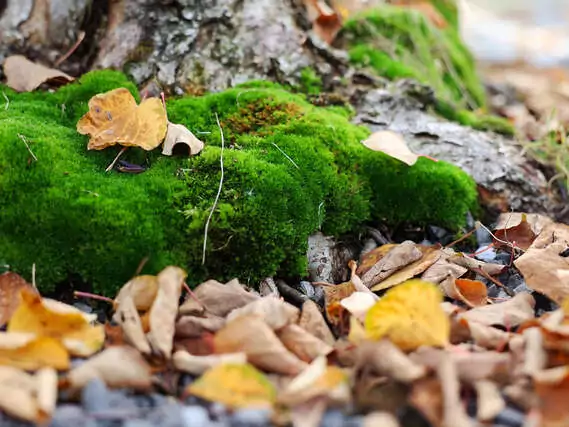 Eine Schicht Blätter schützt den Boden vor Frost und Trockenheit. Wenn sie verrotten, profitieren Pflanzen vom neuen Humus.