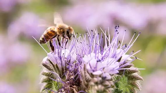Gut für den Boden und die Bienen: Gründüngung Phacelia