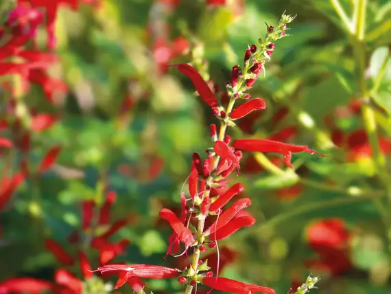 Frucht-Salbei: Seine meist leuchtend roten Blüten sind essbar. Die Blätter schmecken hervorragend in Tees und Sommerdrinks. (Jardin Suisse)