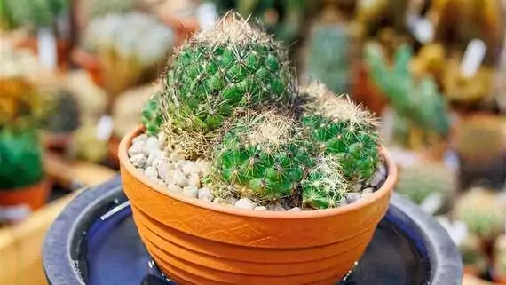 Kaktus wässern: Am besten Wasser in einen Unterteller giessen und aufsaugen lassen.