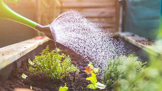 Das brauchen Ihre Pflanzen im Juni: Genügend Wasser und Nährstoffe