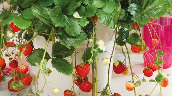 Schnelle Erdbeeren: Im April pflanzen - Anfang Juni schon ernten.