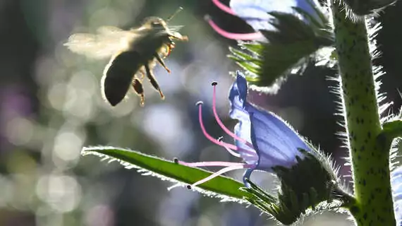 Natternkopf (Echium vulgare) ist eine zweijährige Futterpflanze für Schmetterlinge und Hummeln.