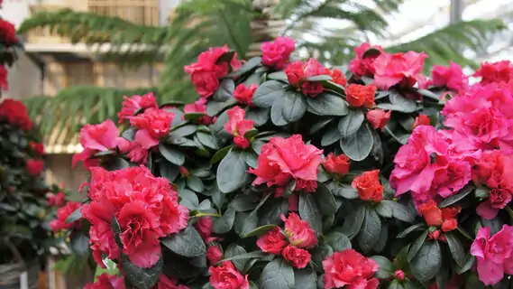 Azaleen blühen im Januar in Weiss, Rot, Rosa oder sogar zweifarbig.