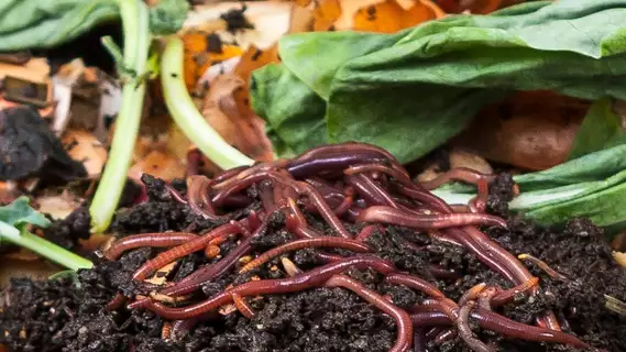 Die fleissigsten Mitbewohner ever: Kompostwürmer