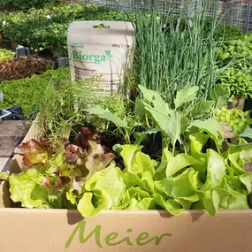 Gemüsesetzlinge aus der eigenen Gärtnerei
