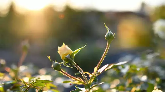 Im Herbst gepflanzte Rosen blühen meist eher als solche, die im Frühjahr gepflanzt werden.