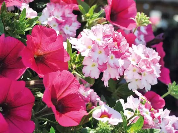 Sommerblumen für prächtige Gärten, Terrassen und Balkone