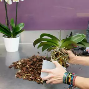 Orchideenpflege: Entfernen Sie mit der Schere eingetrocknete Wurzeln, bevor Sie sie neu einpflanzen.