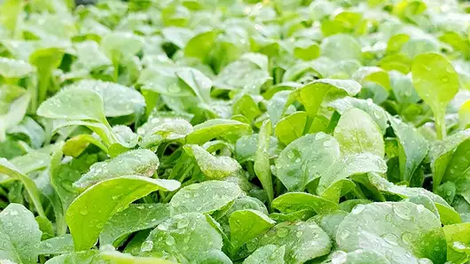 Im Winter hat der nährstoffreiche Nüssli-Salat Hauptsaison.