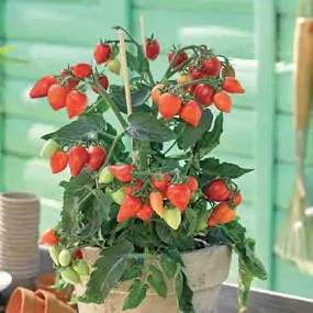 Die saftig-süssen Früchte mag man am liebsten gleich vom Strauch naschen. Für Balkon und Terrasse eignen sich kompakt wachsende Sorten wie 'Plumbrella'. Im 12 cm-Topf. Fr. 5.80