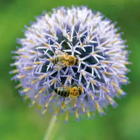 Beliebt bei Wildbienen und Schmetterlingen: die Kugeldistel.