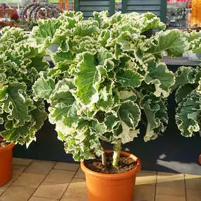 Ewiges Gemüse: 'Chou Popof'. Einmal gepflanzt, kann der panaschierte Ewige Kohl mindestens 5 Jahre lang abgeerntet werden. Diverse mehrjährige Gemüsesorten.