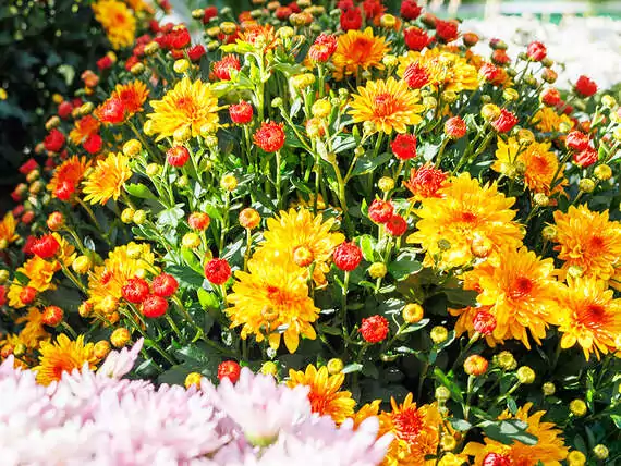 Winterastern oder auch Chrysanthemen genannt gibts bei uns in vielen Farben und Grössen.