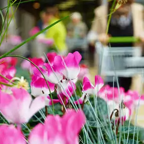 Alpenveilchen (Cyclamen) sind attraktive Blühpflanzen im herbstlichen Garten oder auf dem Balkon.