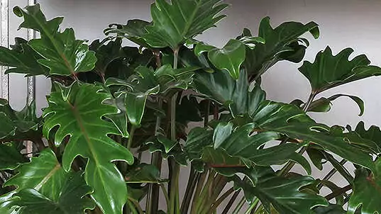 Philodendron, auch Baumfreund genannt, ist eine der pflegeleichtesten Zimmerpflanzen.