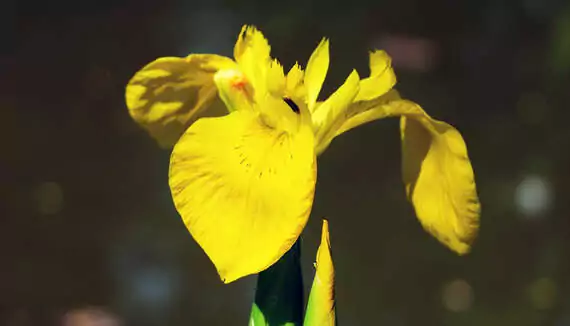 Gelbe Sumpf-Iris und viele andere Arten an Wasserpflanzen sind jetzt pflanzbereit.