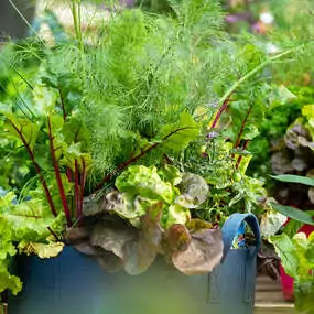 Fixfertig bepflanzte Gemüsesäcke als Geschenk oder für die eigene Terrasse.