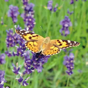 Mit der richtigen Pflanzenauswahl besuchen bald auch schöne Schmetterlinge Ihr Gartenparadies.