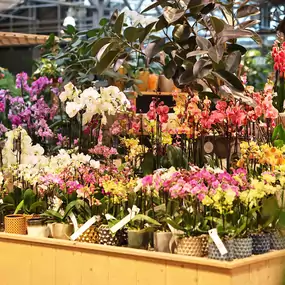 Orchideen Garten-Center Meier