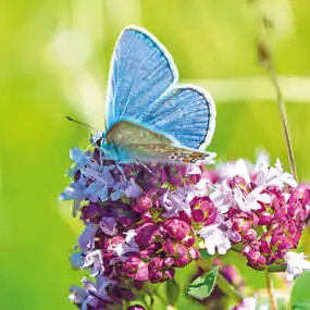 Eine beliebte Schmetterlingsstaude: Dost/Majoran.