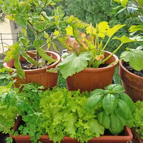 Salate können Sie auch gut in Töpfen auf dem Balkon kultivieren.