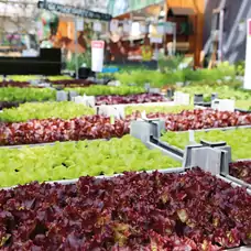 Salatsetzlinge im Garten-Center Meier
