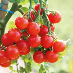 Die saftig-süssen Früchte mag man am liebsten gleich vom Strauch naschen. Für Balkon und Terrasse eignen sich Cherry Tomaten wie die 'Pepe F1' besonders. Bild: Graines Voltz
